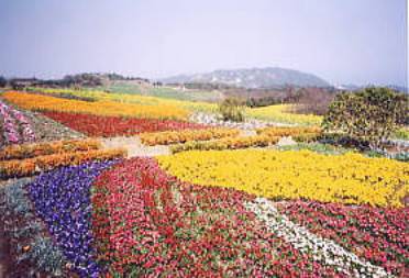 �W�H�̂��Ԕ�